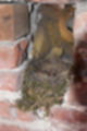 Beeldnr : 35 van 75
Naam : jiae2036.jpg
Folder : fotos/jaren-201x/2018-2/kasteel-hernen/14-okt/
Formaat : 800 x 1200px
Thumb : 80 x 120px
Richting : Portret
Bloknr : 1 van 2
Beeldnrs : 1 tm 50
Beelden in blok : 50