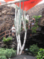 Beeldnr : 14 van 186
Naam : ai7b2029.jpg
Folder : fotos/jaren-201x/2018-2/lanzarote/11-juli/
Formaat : 900 x 1200px
Thumb : 90 x 120px
Richting : Portret
Bloknr : 1 van 4
Beeldnrs : 1 tm 50
Beelden in blok : 50