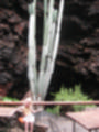 Beeldnr : 15 van 186
Naam : ai7b2030.jpg
Folder : fotos/jaren-201x/2018-2/lanzarote/11-juli/
Formaat : 900 x 1200px
Thumb : 90 x 120px
Richting : Portret
Bloknr : 1 van 4
Beeldnrs : 1 tm 50
Beelden in blok : 50
