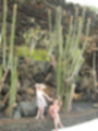 Beeldnr : 20 van 186
Naam : ai7b2038.jpg
Folder : fotos/jaren-201x/2018-2/lanzarote/11-juli/
Formaat : 900 x 1200px
Thumb : 90 x 120px
Richting : Portret
Bloknr : 1 van 4
Beeldnrs : 1 tm 50
Beelden in blok : 50