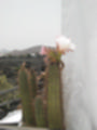 Beeldnr : 40 van 186
Naam : ai7b2059.jpg
Folder : fotos/jaren-201x/2018-2/lanzarote/11-juli/
Formaat : 900 x 1200px
Thumb : 90 x 120px
Richting : Portret
Bloknr : 1 van 4
Beeldnrs : 1 tm 50
Beelden in blok : 50