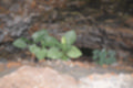 Beeldnr : 49 van 186
Naam : ji7b0292.jpg
Folder : fotos/jaren-201x/2018-2/lanzarote/11-juli/
Formaat : 1200 x 800px
Thumb : 120 x 80px
Richting : Landschap
Bloknr : 1 van 4
Beeldnrs : 1 tm 50
Beelden in blok : 50