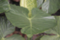 Beeldnr : 50 van 186
Naam : ji7b0293.jpg
Folder : fotos/jaren-201x/2018-2/lanzarote/11-juli/
Formaat : 1200 x 800px
Thumb : 120 x 80px
Richting : Landschap
Bloknr : 1 van 4
Beeldnrs : 1 tm 50
Beelden in blok : 50