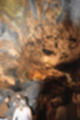 Beeldnr : 66 van 186
Naam : ji7b0313.jpg
Folder : fotos/jaren-201x/2018-2/lanzarote/11-juli/
Formaat : 800 x 1200px
Thumb : 80 x 120px
Richting : Portret
Bloknr : 2 van 4
Beeldnrs : 51 tm 100
Beelden in blok : 50
