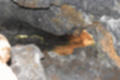 Beeldnr : 75 van 186
Naam : ji7b0323.jpg
Folder : fotos/jaren-201x/2018-2/lanzarote/11-juli/
Formaat : 1200 x 800px
Thumb : 120 x 80px
Richting : Landschap
Bloknr : 2 van 4
Beeldnrs : 51 tm 100
Beelden in blok : 50