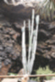 Beeldnr : 97 van 186
Naam : ji7b0356.jpg
Folder : fotos/jaren-201x/2018-2/lanzarote/11-juli/
Formaat : 800 x 1200px
Thumb : 80 x 120px
Richting : Portret
Bloknr : 2 van 4
Beeldnrs : 51 tm 100
Beelden in blok : 50