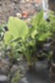 Beeldnr : 98 van 186
Naam : ji7b0357.jpg
Folder : fotos/jaren-201x/2018-2/lanzarote/11-juli/
Formaat : 800 x 1200px
Thumb : 80 x 120px
Richting : Portret
Bloknr : 2 van 4
Beeldnrs : 51 tm 100
Beelden in blok : 50