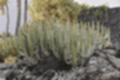 Beeldnr : 155 van 186
Naam : ji7b0476.jpg
Folder : fotos/jaren-201x/2018-2/lanzarote/11-juli/
Formaat : 1200 x 800px
Thumb : 120 x 80px
Richting : Landschap
Bloknr : 4 van 4
Beeldnrs : 151 tm 186
Beelden in blok : 36