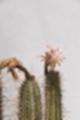 Beeldnr : 161 van 186
Naam : ji7b0482.jpg
Folder : fotos/jaren-201x/2018-2/lanzarote/11-juli/
Formaat : 800 x 1200px
Thumb : 80 x 120px
Richting : Portret
Bloknr : 4 van 4
Beeldnrs : 151 tm 186
Beelden in blok : 36