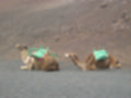 Beeldnr : 11 van 114
Naam : ai7c2075.jpg
Folder : fotos/jaren-201x/2018-2/lanzarote/12-juli/
Formaat : 1200 x 900px
Thumb : 120 x 90px
Richting : Landschap
Bloknr : 1 van 3
Beeldnrs : 1 tm 50
Beelden in blok : 50