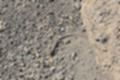 Beeldnr : 94 van 114
Naam : ji7c0613_2.jpg
Folder : fotos/jaren-201x/2018-2/lanzarote/12-juli/
Formaat : 1200 x 800px
Thumb : 120 x 80px
Richting : Landschap
Bloknr : 2 van 3
Beeldnrs : 51 tm 100
Beelden in blok : 50