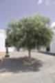 Beeldnr : 20 van 26
Naam : ji7f0667.jpg
Folder : fotos/jaren-201x/2018-2/lanzarote/15-juli/
Formaat : 800 x 1200px
Thumb : 80 x 120px
Richting : Portret
Bloknr : 1 van 1
Beeldnrs : 1 tm 26
Beelden in blok : 26