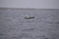 Beeldnr : 36 van 100
Naam : ji7h0904.jpg
Folder : fotos/jaren-201x/2018-2/lanzarote/17-juli/
Formaat : 1200 x 800px
Thumb : 120 x 80px
Richting : Landschap
Bloknr : 1 van 2
Beeldnrs : 1 tm 50
Beelden in blok : 50
