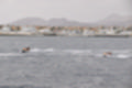 Beeldnr : 43 van 100
Naam : ji7h0921.jpg
Folder : fotos/jaren-201x/2018-2/lanzarote/17-juli/
Formaat : 1200 x 800px
Thumb : 120 x 80px
Richting : Landschap
Bloknr : 1 van 2
Beeldnrs : 1 tm 50
Beelden in blok : 50