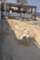 Beeldnr : 67 van 100
Naam : ji7h0960.jpg
Folder : fotos/jaren-201x/2018-2/lanzarote/17-juli/
Formaat : 800 x 1200px
Thumb : 80 x 120px
Richting : Portret
Bloknr : 2 van 2
Beeldnrs : 51 tm 100
Beelden in blok : 50