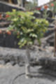 Beeldnr : 37 van 50
Naam : ji780272.jpg
Folder : fotos/jaren-201x/2018-2/lanzarote/8-juli/
Formaat : 800 x 1200px
Thumb : 80 x 120px
Richting : Portret
Bloknr : 1 van 1
Beeldnrs : 1 tm 50
Beelden in blok : 50