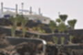 Beeldnr : 40 van 50
Naam : ji780275.jpg
Folder : fotos/jaren-201x/2018-2/lanzarote/8-juli/
Formaat : 1200 x 800px
Thumb : 120 x 80px
Richting : Landschap
Bloknr : 1 van 1
Beeldnrs : 1 tm 50
Beelden in blok : 50