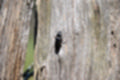 Beeldnr : 17 van 82
Naam : jj693217.jpg
Folder : fotos/jaren-201x/2019-2/afrika-museum/9-juni/
Formaat : 1200 x 800px
Thumb : 120 x 80px
Richting : Landschap
Bloknr : 1 van 2
Beeldnrs : 1 tm 50
Beelden in blok : 50