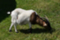 Beeldnr : 18 van 82
Naam : jj693218.jpg
Folder : fotos/jaren-201x/2019-2/afrika-museum/9-juni/
Formaat : 1200 x 800px
Thumb : 120 x 80px
Richting : Landschap
Bloknr : 1 van 2
Beeldnrs : 1 tm 50
Beelden in blok : 50