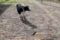 Beeldnr : 3 van 39
Naam : jj5p2698.jpg
Folder : fotos/jaren-201x/2019-2/borger/25-mei/
Formaat : 1200 x 800px
Thumb : 120 x 80px
Richting : Landschap
Bloknr : 1 van 1
Beeldnrs : 1 tm 39
Beelden in blok : 39