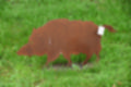 Beeldnr : 20 van 39
Naam : jj5p2720.jpg
Folder : fotos/jaren-201x/2019-2/borger/25-mei/
Formaat : 1200 x 800px
Thumb : 120 x 80px
Richting : Landschap
Bloknr : 1 van 1
Beeldnrs : 1 tm 39
Beelden in blok : 39