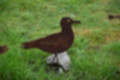 Beeldnr : 25 van 39
Naam : jj5p2725.jpg
Folder : fotos/jaren-201x/2019-2/borger/25-mei/
Formaat : 1200 x 800px
Thumb : 120 x 80px
Richting : Landschap
Bloknr : 1 van 1
Beeldnrs : 1 tm 39
Beelden in blok : 39