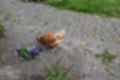 Beeldnr : 31 van 39
Naam : jj5p2735.jpg
Folder : fotos/jaren-201x/2019-2/borger/25-mei/
Formaat : 1200 x 800px
Thumb : 120 x 80px
Richting : Landschap
Bloknr : 1 van 1
Beeldnrs : 1 tm 39
Beelden in blok : 39