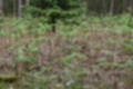 Beeldnr : 35 van 57
Naam : jj5q2784.jpg
Folder : fotos/jaren-201x/2019-2/borger/26-mei/
Formaat : 1200 x 800px
Thumb : 120 x 80px
Richting : Landschap
Bloknr : 1 van 2
Beeldnrs : 1 tm 50
Beelden in blok : 50
