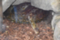 Beeldnr : 3 van 127
Naam : jj5r2819.jpg
Folder : fotos/jaren-201x/2019-2/borger/27-mei/
Formaat : 1200 x 800px
Thumb : 120 x 80px
Richting : Landschap
Bloknr : 1 van 3
Beeldnrs : 1 tm 50
Beelden in blok : 50