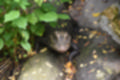 Beeldnr : 4 van 127
Naam : jj5r2824.jpg
Folder : fotos/jaren-201x/2019-2/borger/27-mei/
Formaat : 1200 x 800px
Thumb : 120 x 80px
Richting : Landschap
Bloknr : 1 van 3
Beeldnrs : 1 tm 50
Beelden in blok : 50