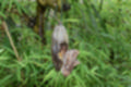 Beeldnr : 5 van 127
Naam : jj5r2826.jpg
Folder : fotos/jaren-201x/2019-2/borger/27-mei/
Formaat : 1200 x 800px
Thumb : 120 x 80px
Richting : Landschap
Bloknr : 1 van 3
Beeldnrs : 1 tm 50
Beelden in blok : 50
