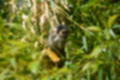 Beeldnr : 13 van 127
Naam : jj5r2842.jpg
Folder : fotos/jaren-201x/2019-2/borger/27-mei/
Formaat : 1200 x 800px
Thumb : 120 x 80px
Richting : Landschap
Bloknr : 1 van 3
Beeldnrs : 1 tm 50
Beelden in blok : 50