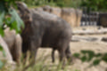 Beeldnr : 19 van 127
Naam : jj5r2857.jpg
Folder : fotos/jaren-201x/2019-2/borger/27-mei/
Formaat : 1200 x 800px
Thumb : 120 x 80px
Richting : Landschap
Bloknr : 1 van 3
Beeldnrs : 1 tm 50
Beelden in blok : 50