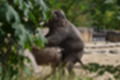 Beeldnr : 20 van 127
Naam : jj5r2858.jpg
Folder : fotos/jaren-201x/2019-2/borger/27-mei/
Formaat : 1200 x 800px
Thumb : 120 x 80px
Richting : Landschap
Bloknr : 1 van 3
Beeldnrs : 1 tm 50
Beelden in blok : 50