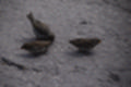 Beeldnr : 22 van 127
Naam : jj5r2864.jpg
Folder : fotos/jaren-201x/2019-2/borger/27-mei/
Formaat : 1200 x 800px
Thumb : 120 x 80px
Richting : Landschap
Bloknr : 1 van 3
Beeldnrs : 1 tm 50
Beelden in blok : 50