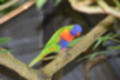 Beeldnr : 29 van 127
Naam : jj5r2875.jpg
Folder : fotos/jaren-201x/2019-2/borger/27-mei/
Formaat : 1200 x 800px
Thumb : 120 x 80px
Richting : Landschap
Bloknr : 1 van 3
Beeldnrs : 1 tm 50
Beelden in blok : 50
