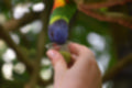 Beeldnr : 30 van 127
Naam : jj5r2876.jpg
Folder : fotos/jaren-201x/2019-2/borger/27-mei/
Formaat : 1200 x 800px
Thumb : 120 x 80px
Richting : Landschap
Bloknr : 1 van 3
Beeldnrs : 1 tm 50
Beelden in blok : 50