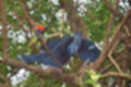 Beeldnr : 32 van 127
Naam : jj5r2882.jpg
Folder : fotos/jaren-201x/2019-2/borger/27-mei/
Formaat : 1200 x 800px
Thumb : 120 x 80px
Richting : Landschap
Bloknr : 1 van 3
Beeldnrs : 1 tm 50
Beelden in blok : 50