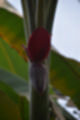 Beeldnr : 39 van 127
Naam : jj5r2895.jpg
Folder : fotos/jaren-201x/2019-2/borger/27-mei/
Formaat : 800 x 1200px
Thumb : 80 x 120px
Richting : Portret
Bloknr : 1 van 3
Beeldnrs : 1 tm 50
Beelden in blok : 50