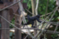 Beeldnr : 41 van 127
Naam : jj5r2899.jpg
Folder : fotos/jaren-201x/2019-2/borger/27-mei/
Formaat : 1200 x 800px
Thumb : 120 x 80px
Richting : Landschap
Bloknr : 1 van 3
Beeldnrs : 1 tm 50
Beelden in blok : 50