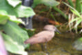 Beeldnr : 43 van 127
Naam : jj5r2902.jpg
Folder : fotos/jaren-201x/2019-2/borger/27-mei/
Formaat : 1200 x 800px
Thumb : 120 x 80px
Richting : Landschap
Bloknr : 1 van 3
Beeldnrs : 1 tm 50
Beelden in blok : 50
