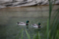 Beeldnr : 54 van 127
Naam : jj5r2929.jpg
Folder : fotos/jaren-201x/2019-2/borger/27-mei/
Formaat : 1200 x 800px
Thumb : 120 x 80px
Richting : Landschap
Bloknr : 2 van 3
Beeldnrs : 51 tm 100
Beelden in blok : 50