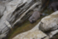 Beeldnr : 61 van 127
Naam : jj5r2941.jpg
Folder : fotos/jaren-201x/2019-2/borger/27-mei/
Formaat : 1200 x 800px
Thumb : 120 x 80px
Richting : Landschap
Bloknr : 2 van 3
Beeldnrs : 51 tm 100
Beelden in blok : 50