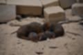 Beeldnr : 66 van 127
Naam : jj5r2958.jpg
Folder : fotos/jaren-201x/2019-2/borger/27-mei/
Formaat : 1200 x 800px
Thumb : 120 x 80px
Richting : Landschap
Bloknr : 2 van 3
Beeldnrs : 51 tm 100
Beelden in blok : 50