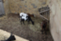Beeldnr : 69 van 127
Naam : jj5r2965.jpg
Folder : fotos/jaren-201x/2019-2/borger/27-mei/
Formaat : 1200 x 800px
Thumb : 120 x 80px
Richting : Landschap
Bloknr : 2 van 3
Beeldnrs : 51 tm 100
Beelden in blok : 50