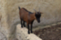 Beeldnr : 70 van 127
Naam : jj5r2966.jpg
Folder : fotos/jaren-201x/2019-2/borger/27-mei/
Formaat : 1200 x 800px
Thumb : 120 x 80px
Richting : Landschap
Bloknr : 2 van 3
Beeldnrs : 51 tm 100
Beelden in blok : 50