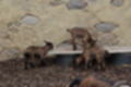 Beeldnr : 71 van 127
Naam : jj5r2967.jpg
Folder : fotos/jaren-201x/2019-2/borger/27-mei/
Formaat : 1200 x 800px
Thumb : 120 x 80px
Richting : Landschap
Bloknr : 2 van 3
Beeldnrs : 51 tm 100
Beelden in blok : 50