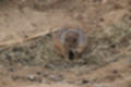 Beeldnr : 76 van 127
Naam : jj5r2976.jpg
Folder : fotos/jaren-201x/2019-2/borger/27-mei/
Formaat : 1200 x 800px
Thumb : 120 x 80px
Richting : Landschap
Bloknr : 2 van 3
Beeldnrs : 51 tm 100
Beelden in blok : 50