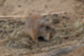 Beeldnr : 77 van 127
Naam : jj5r2977.jpg
Folder : fotos/jaren-201x/2019-2/borger/27-mei/
Formaat : 1200 x 800px
Thumb : 120 x 80px
Richting : Landschap
Bloknr : 2 van 3
Beeldnrs : 51 tm 100
Beelden in blok : 50