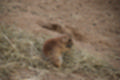 Beeldnr : 78 van 127
Naam : jj5r2980.jpg
Folder : fotos/jaren-201x/2019-2/borger/27-mei/
Formaat : 1200 x 800px
Thumb : 120 x 80px
Richting : Landschap
Bloknr : 2 van 3
Beeldnrs : 51 tm 100
Beelden in blok : 50